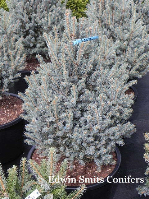 Picea pungens 'Scottie'